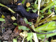 Ichthyosaura alpestris alpestris
