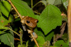 Boana calcarata