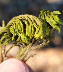 Dendroalsia abietina