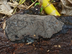 Pyrrhoderma nigra
