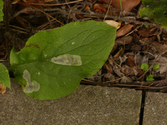 Agromyza