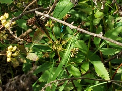 Chrysidoidea