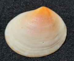 Semele purpurascens