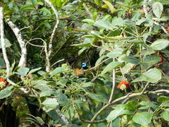 Stilpnia cyanicollis