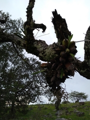 Encyclia