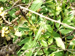 Chrysidoidea