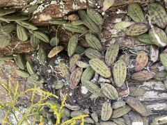 Dendrobium linguiforme