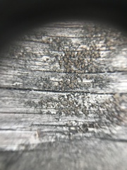 Caloplaca cerina