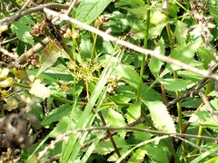 Chrysidoidea