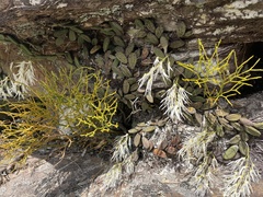 Dendrobium linguiforme