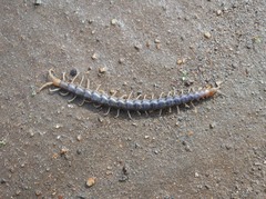 Cormocephalus