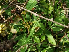 Chrysidoidea