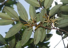 Xylopia nitida
