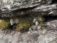 Dendrobium linguiforme