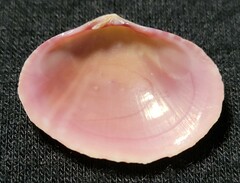 Semele bellastriata