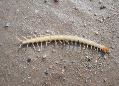 Cormocephalus