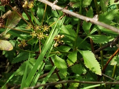 Chrysidoidea