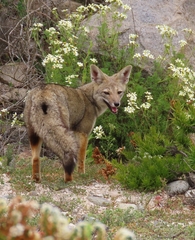 Lycalopex griseus