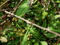 Chrysidoidea