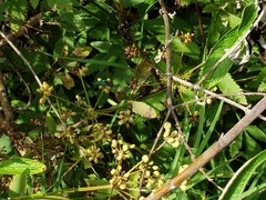 Chrysidoidea