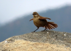 Scelorchilus albicollis