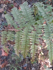 Athyrium filix-femina