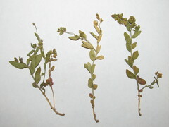 Polygala sibirica