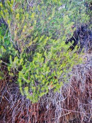 Erica manipuliflora