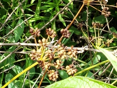 Chrysidoidea