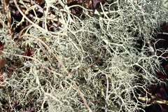 Alectoria ochroleuca