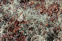 Alectoria ochroleuca