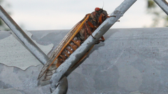 Magicicada septendecim