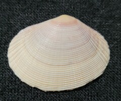 Semele bellastriata