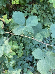 Rubus armeniacus