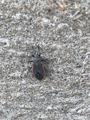 Melacoryphus lateralis