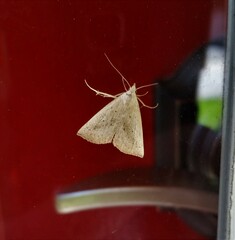 Macrochilo louisiana