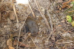 Microtus pennsylvanicus