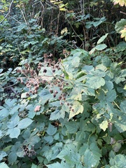 Rubus armeniacus