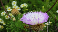 Plectocephalus chilensis