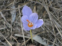 Crocus pulchellus