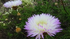 Plectocephalus chilensis