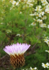 Plectocephalus chilensis