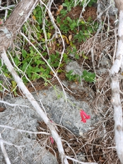 Penstemon baccharifolius
