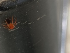 Trombidiformes