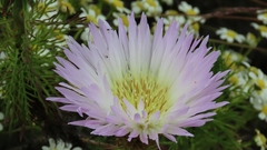 Plectocephalus chilensis