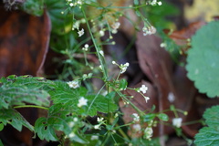 Galium sylvaticum