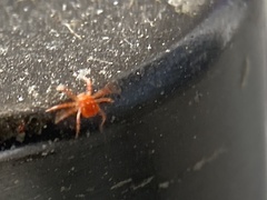 Trombidiformes
