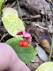 Euonymus obovatus