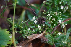 Galium sylvaticum