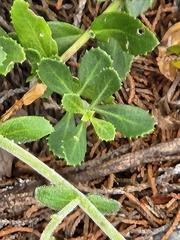 Penstemon baccharifolius